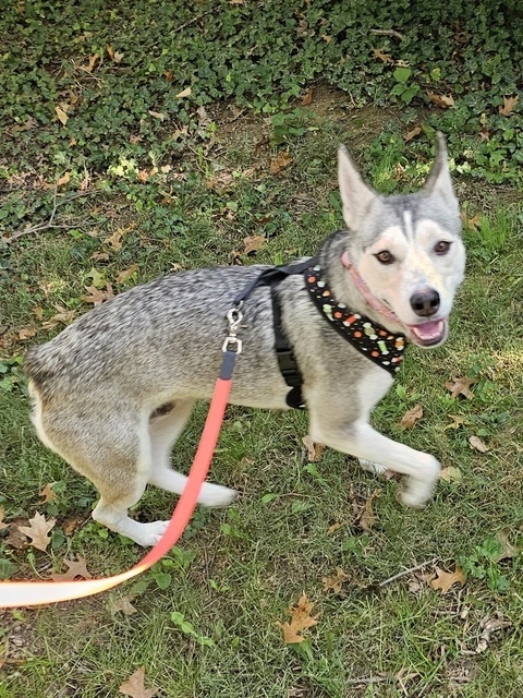 Twilight (Mom of the Howl-o-ween Pups)