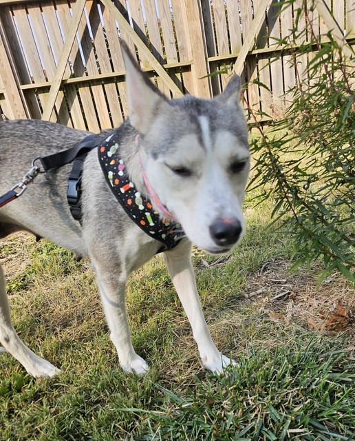 Twilight (Mom of the Howl-o-ween Pups)