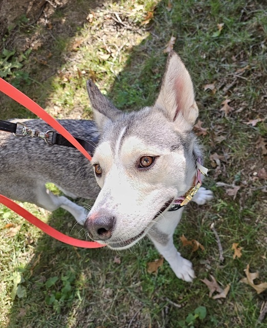 Twilight (Mom of the Howl-o-ween Pups)