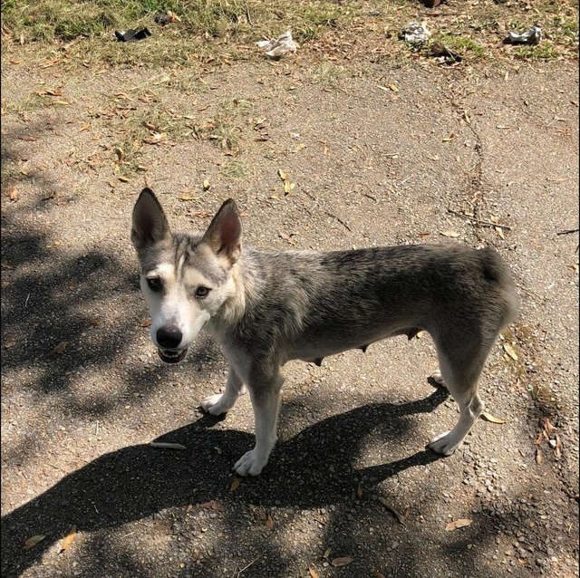 Twilight (Mom of the Howl-o-ween Pups)