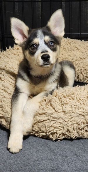 Moon (The Howl-o-ween Pups)