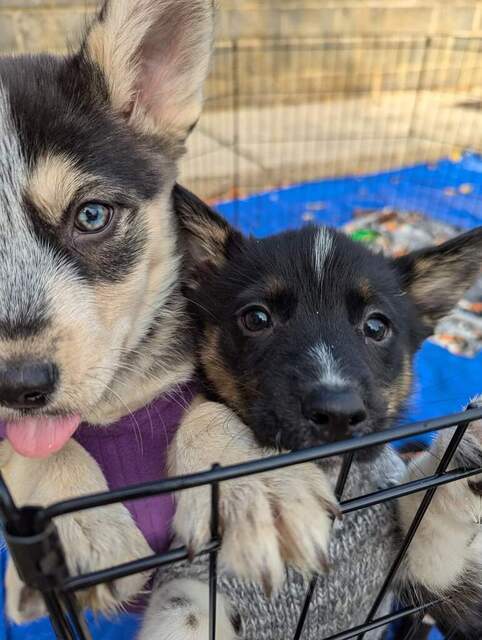 Midnight (The Howl-o-ween Pups)