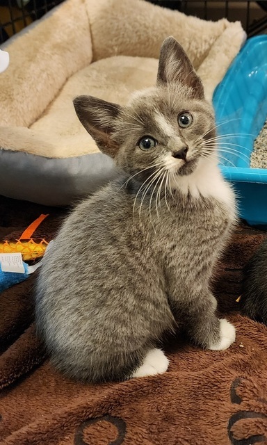 Goosebump (Pumpkin Patch Kittens)