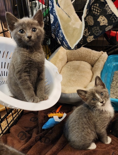 Goosebump (Pumpkin Patch Kittens)