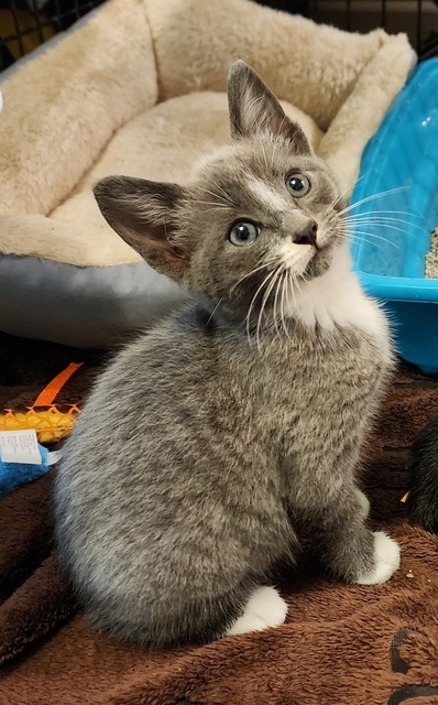 Goosebump (Pumpkin Patch Kittens)