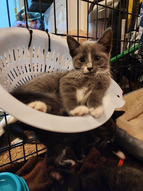 Goosebump (Pumpkin Patch Kittens)