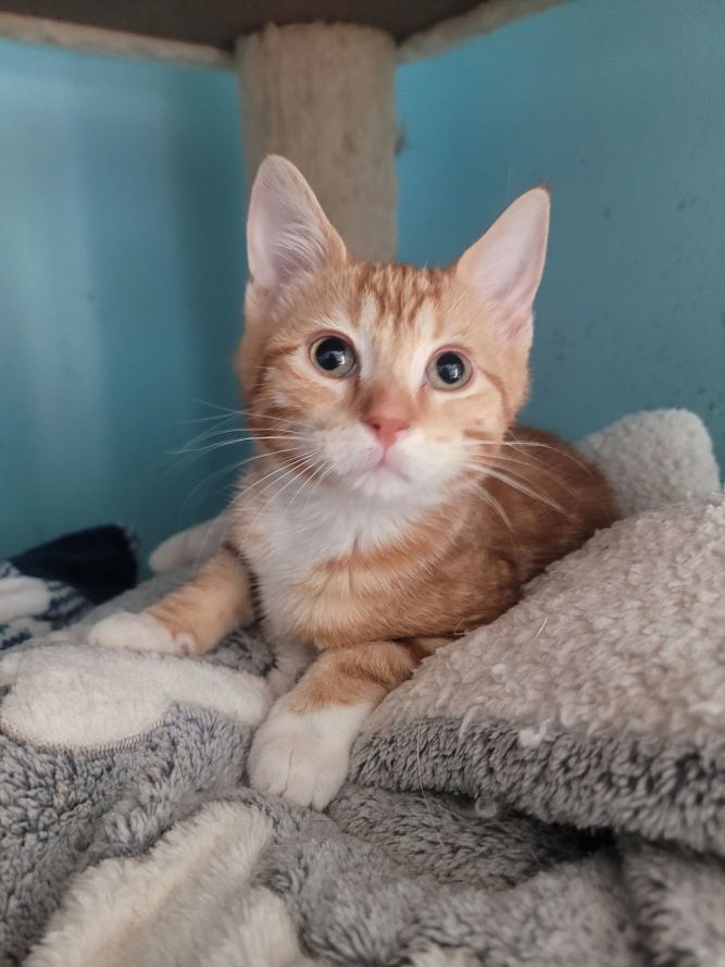 Cat for adoption C271 Litter Casserole, a Domestic Short Hair & Tabby