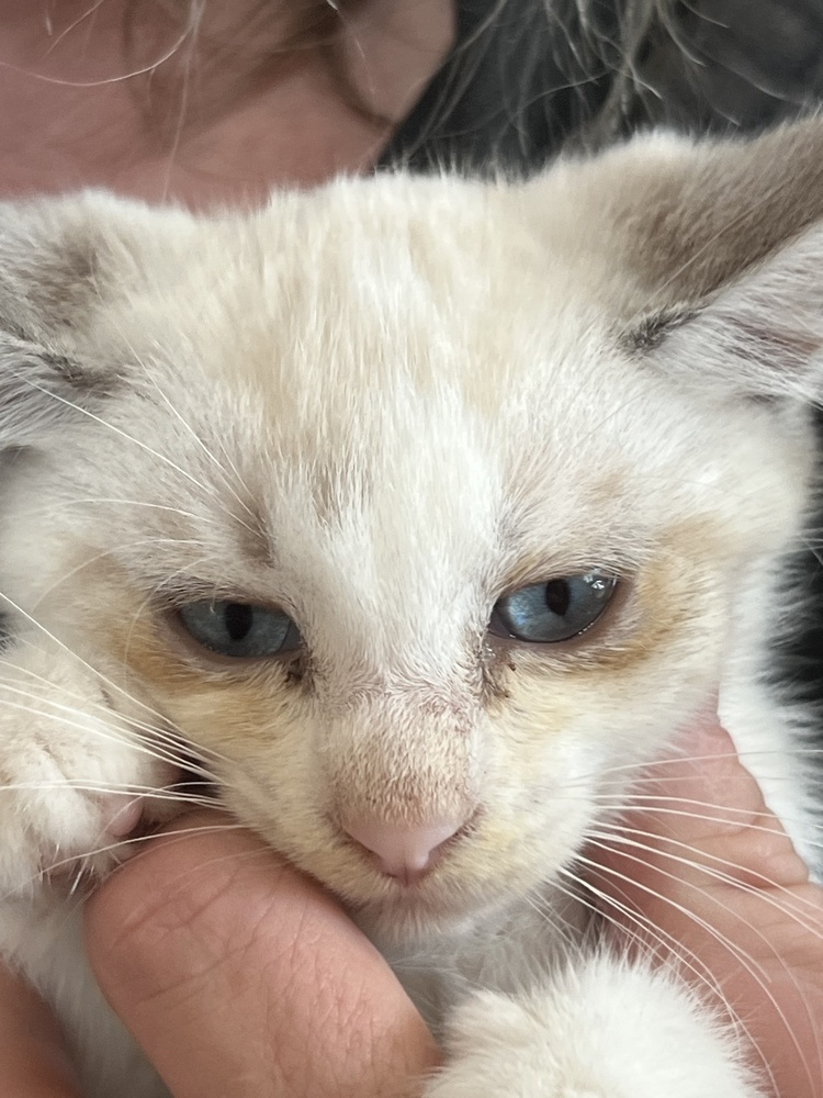 Elsa, an adoptable Domestic Short Hair in Moses Lake, WA, 98837 | Photo Image 2