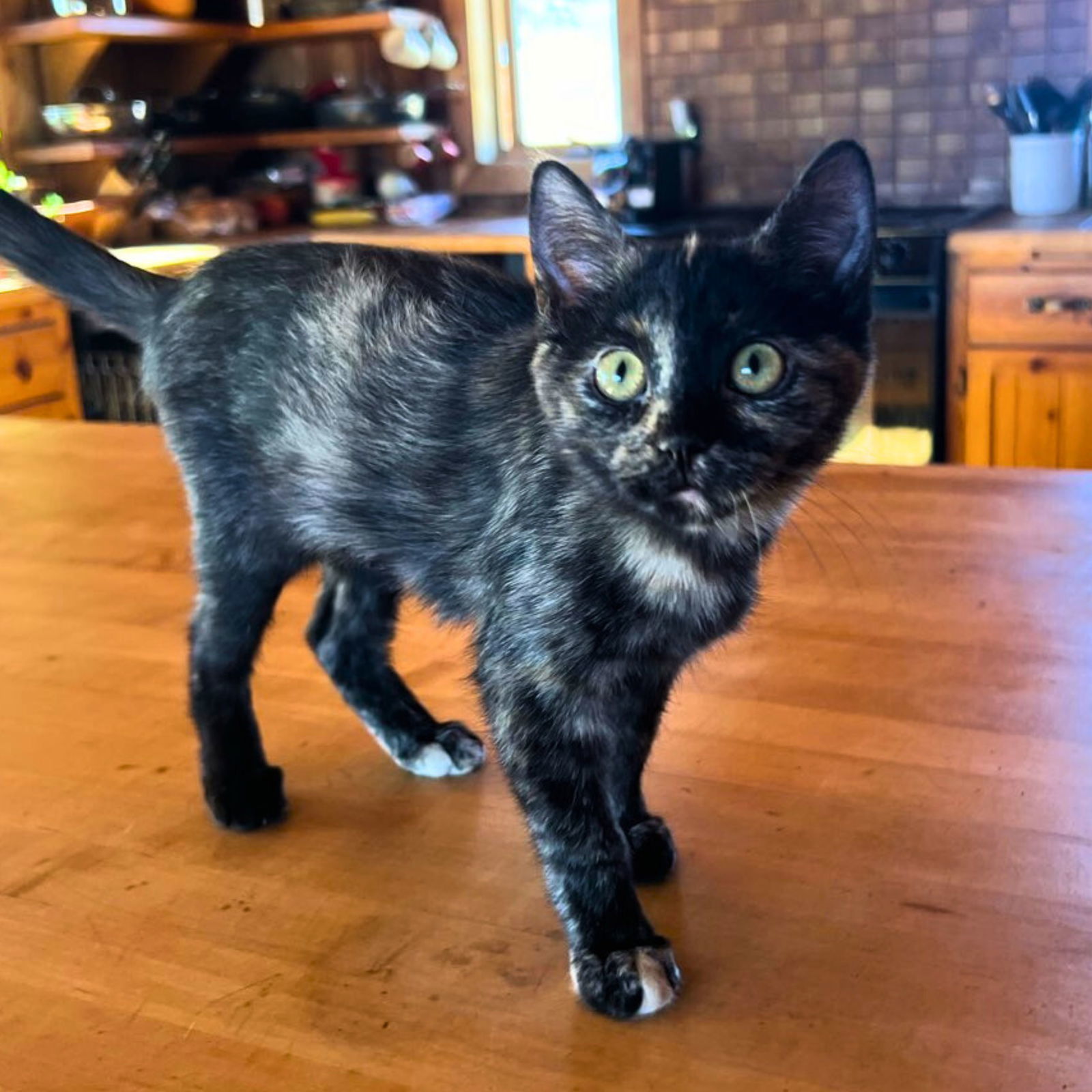 Java, an adoptable Domestic Short Hair in Laramie, WY, 82073 | Photo Image 1