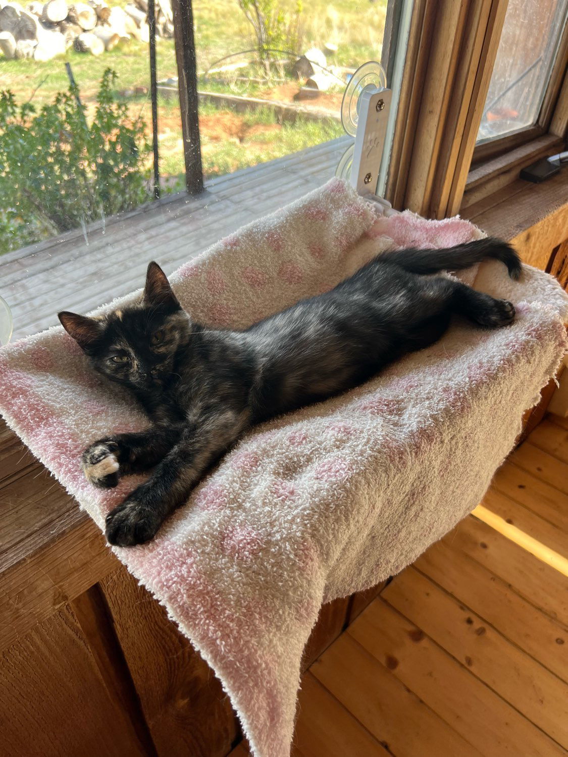 Java, an adoptable Domestic Short Hair in Laramie, WY, 82073 | Photo Image 2