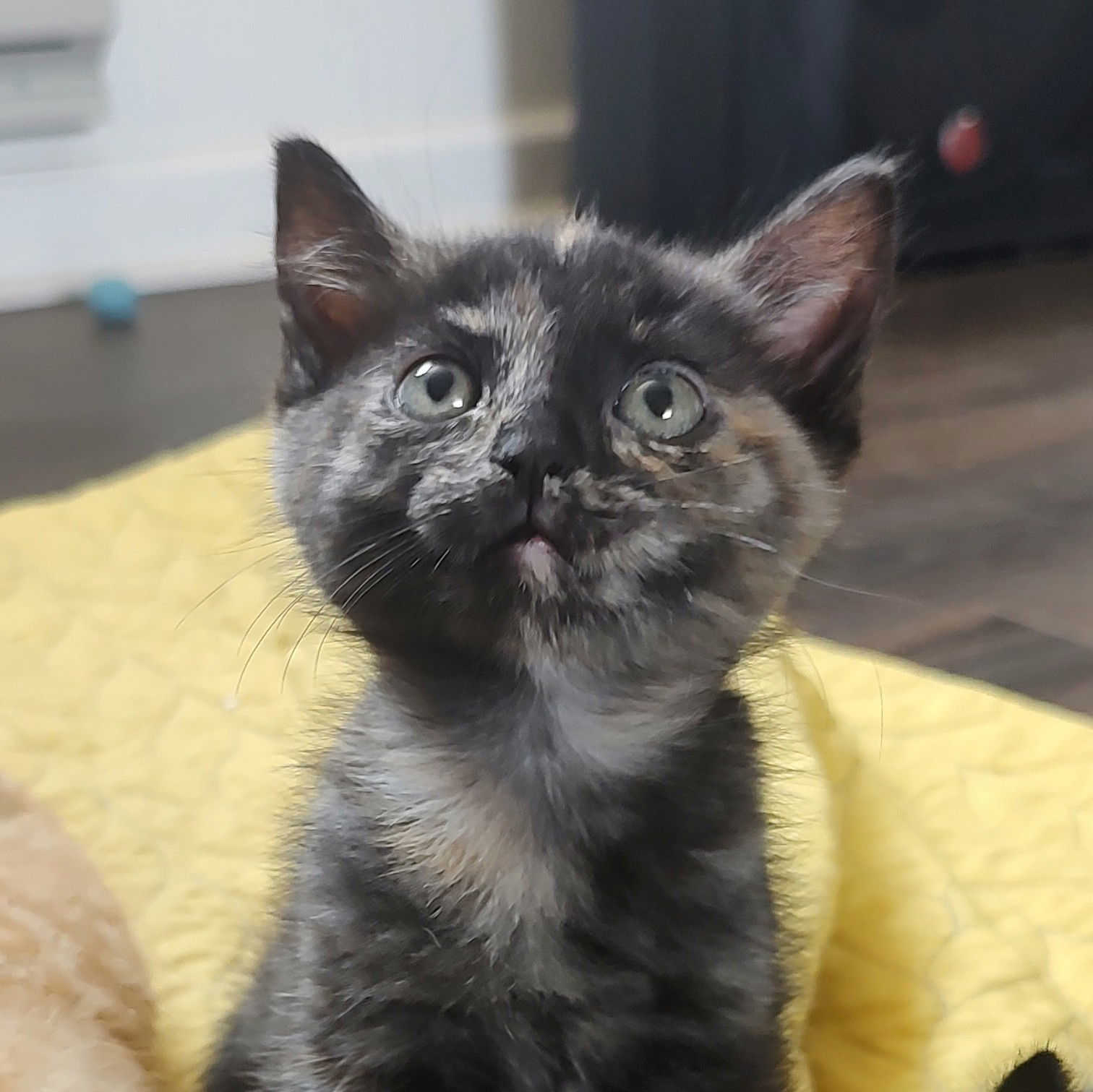 Java, an adoptable Domestic Short Hair in Laramie, WY, 82073 | Photo Image 3