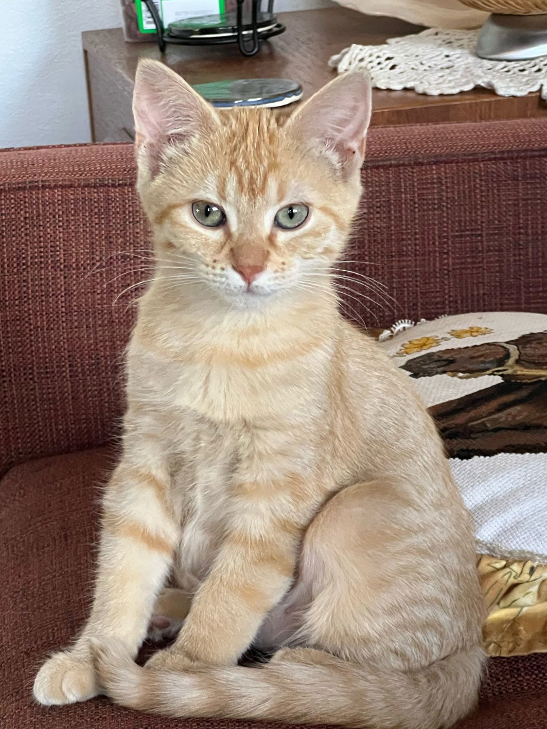 Gromit, an adoptable Domestic Short Hair, Tabby in Laramie, WY, 82073 | Photo Image 1