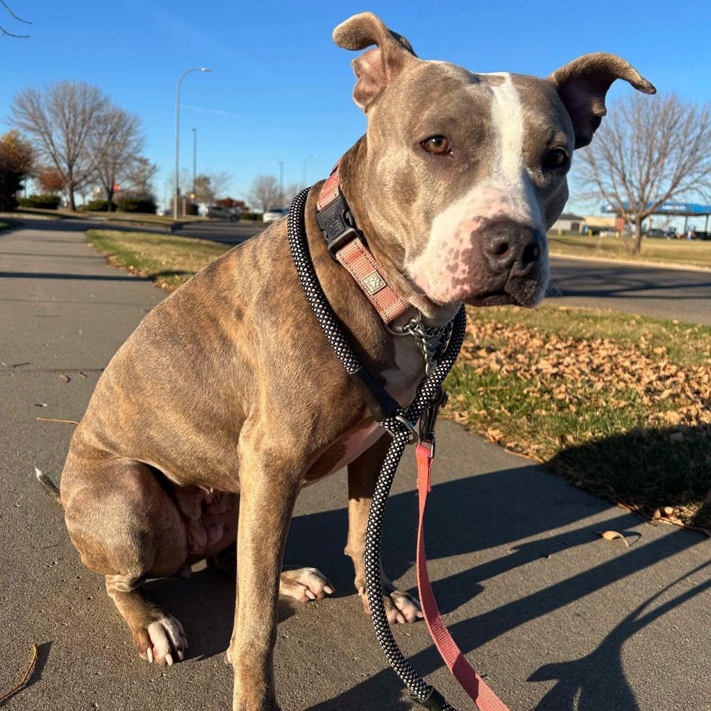 Daisy 2.0, an adoptable Mixed Breed in Bismarck, ND, 58507 | Photo Image 1