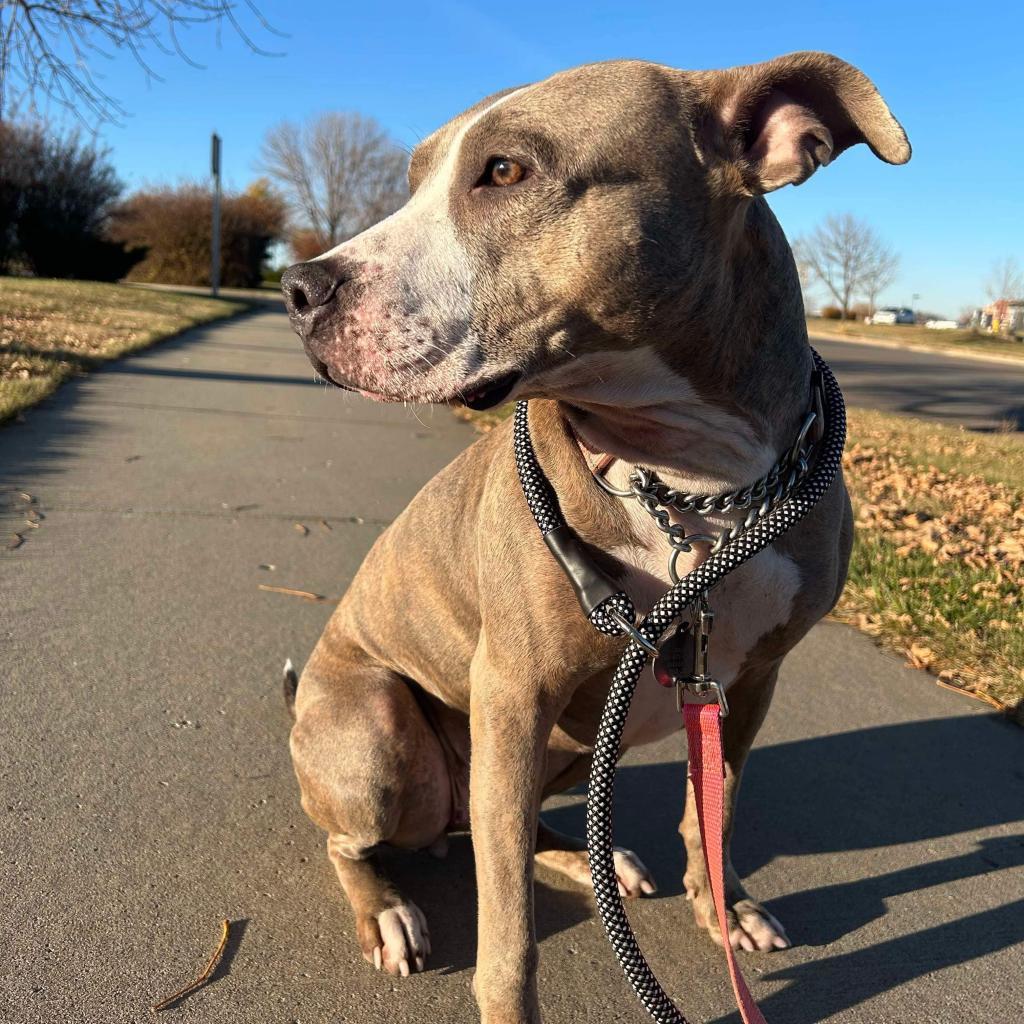 Daisy 2.0, an adoptable Mixed Breed in Bismarck, ND, 58507 | Photo Image 2