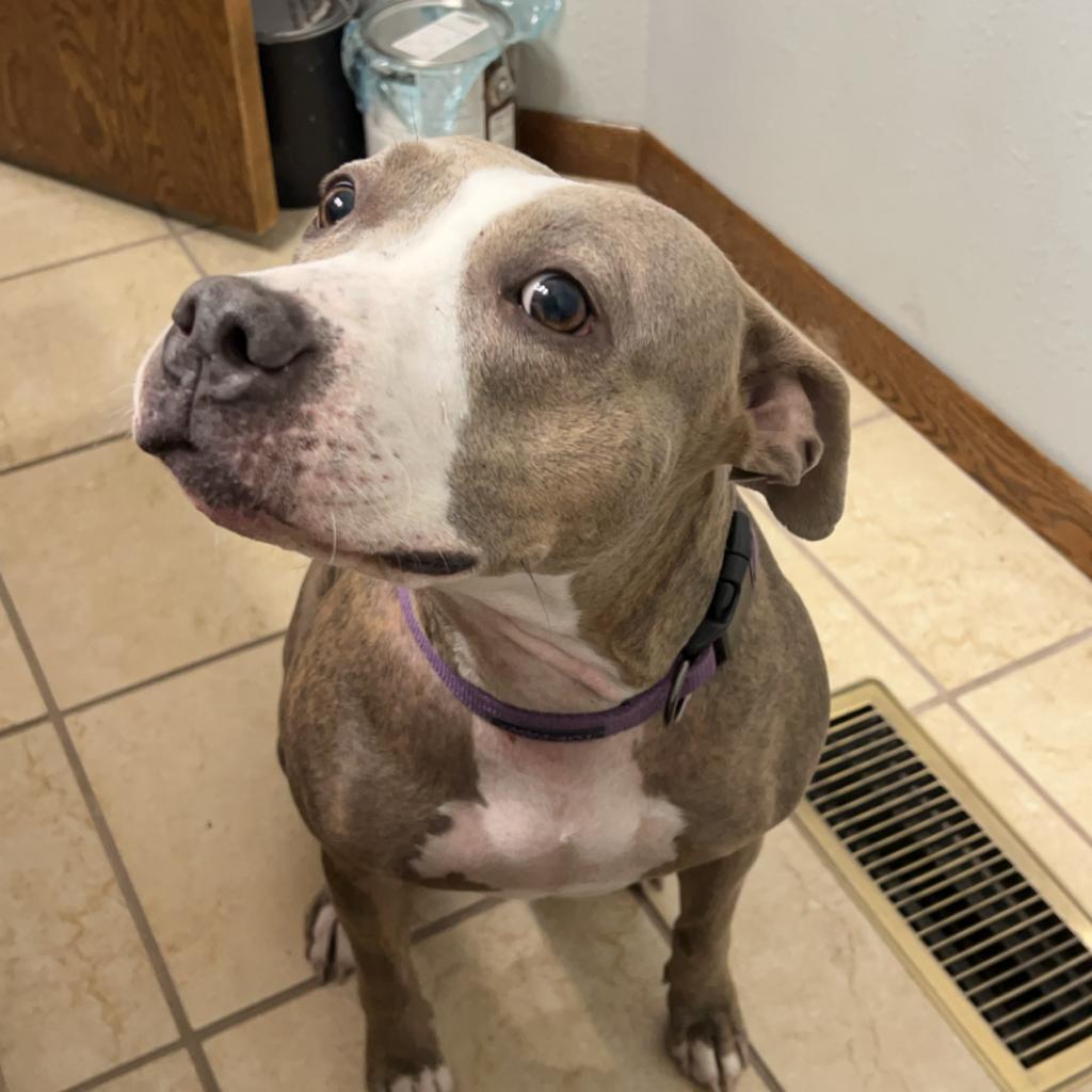 Daisy 2.0, an adoptable Mixed Breed in Bismarck, ND, 58507 | Photo Image 3