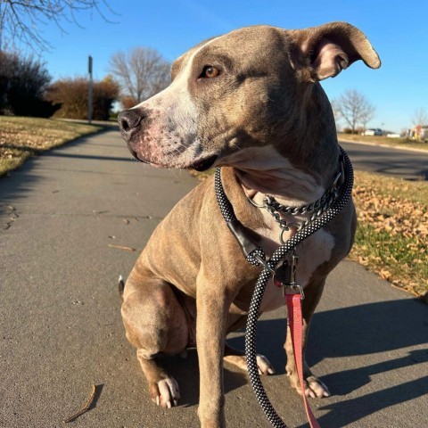 Daisy 2.0, an adoptable Mixed Breed in Bismarck, ND, 58507 | Photo Image 6