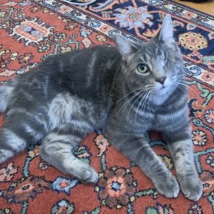 Curly, Young Male Domestic Short Hair