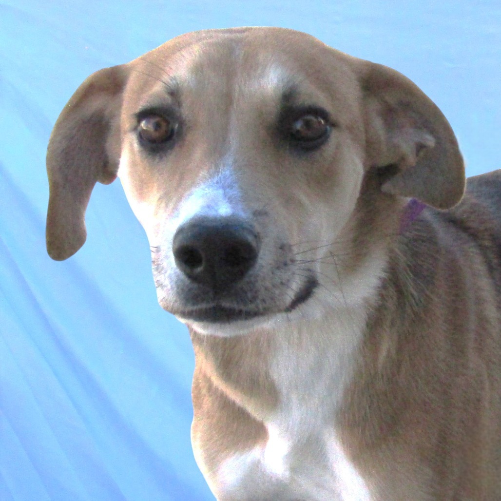 Ygritte, an adoptable Mixed Breed in Las Cruces, NM, 88012 | Photo Image 1