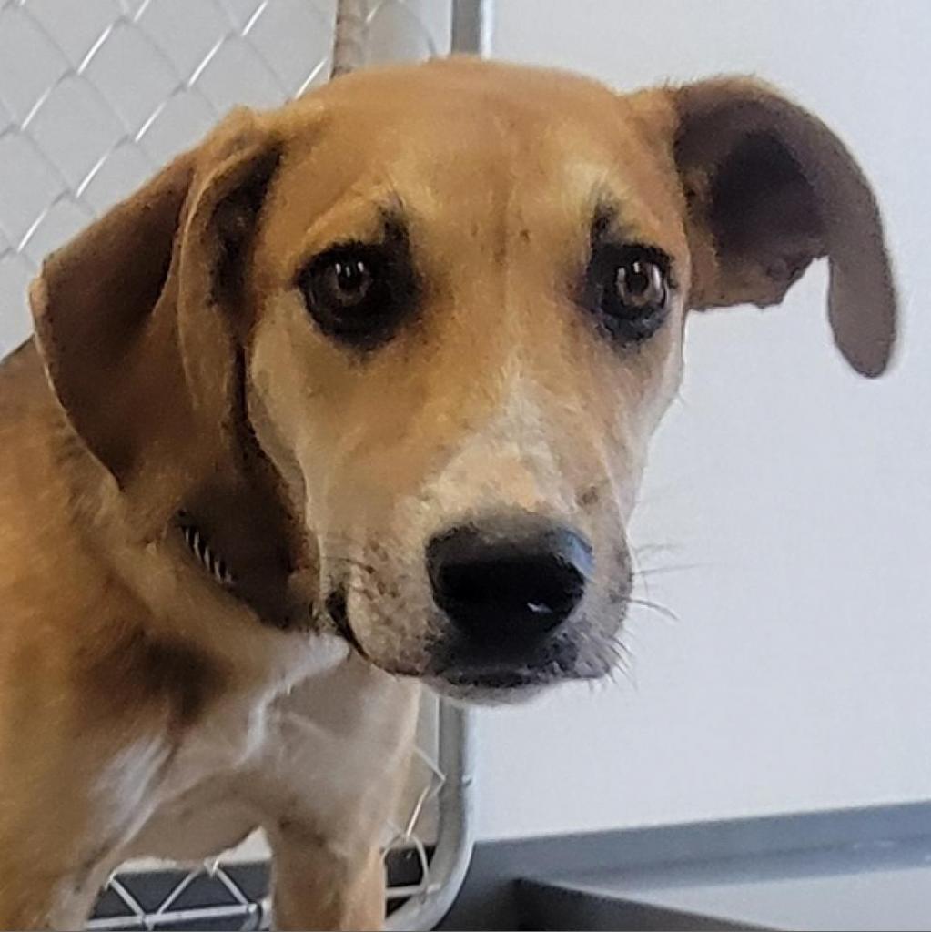 Ygritte, an adoptable Mixed Breed in Las Cruces, NM, 88012 | Photo Image 2