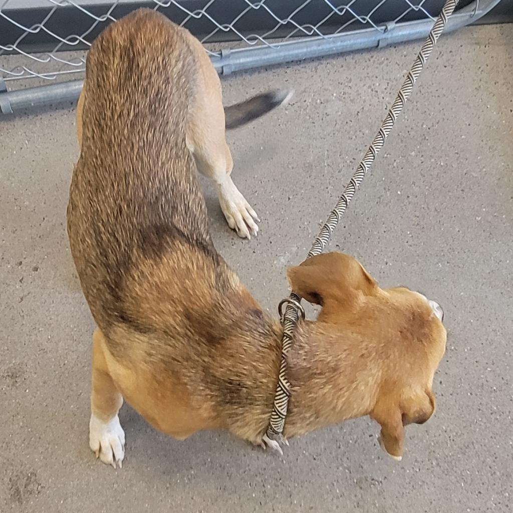 Ygritte, an adoptable Mixed Breed in Las Cruces, NM, 88012 | Photo Image 3