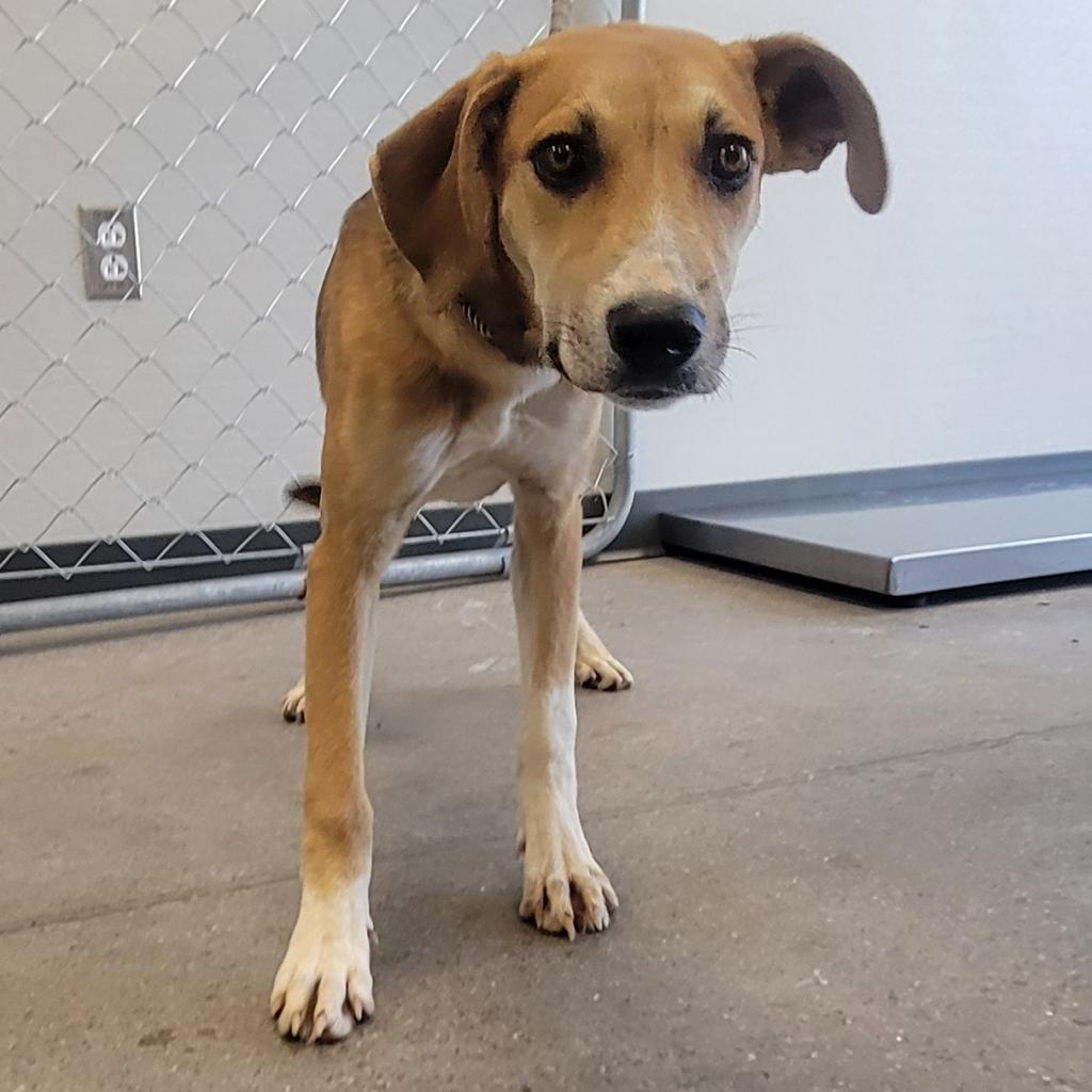 Ygritte, an adoptable Mixed Breed in Las Cruces, NM, 88012 | Photo Image 4