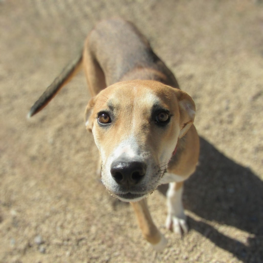 Ygritte, an adoptable Mixed Breed in Las Cruces, NM, 88012 | Photo Image 5