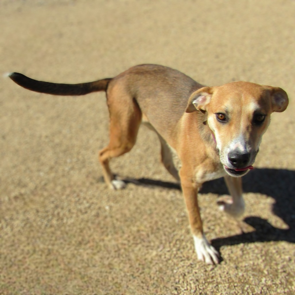 Ygritte, an adoptable Mixed Breed in Las Cruces, NM, 88012 | Photo Image 6