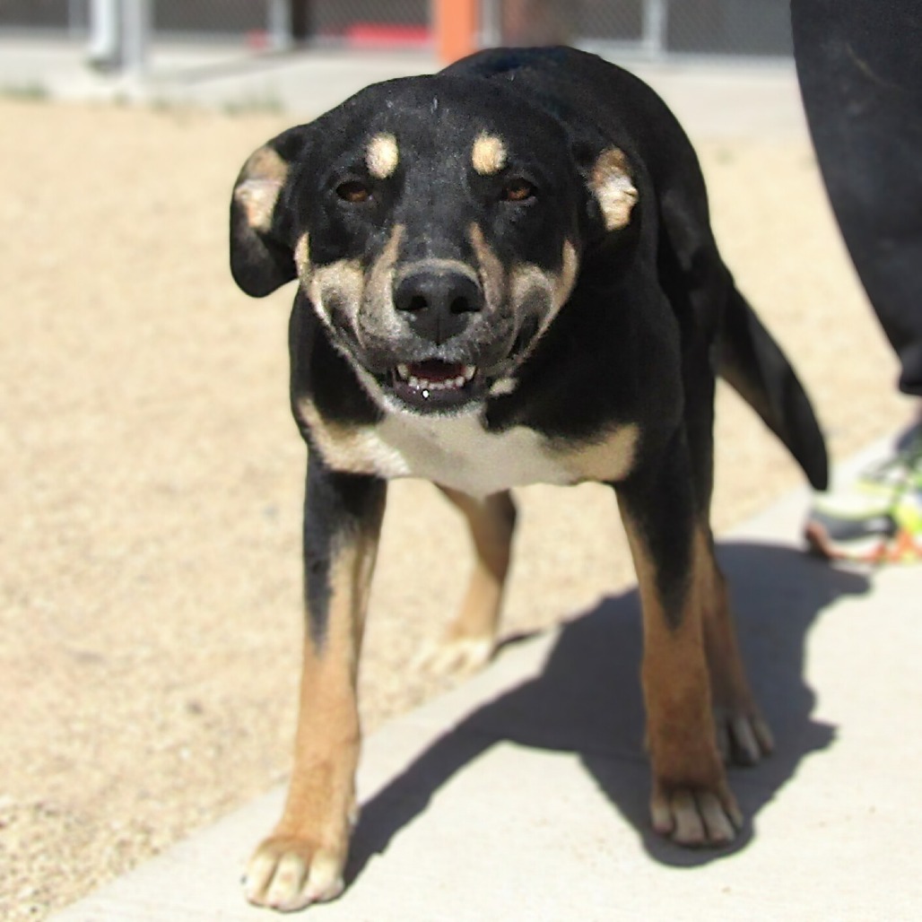 Cersei, an adoptable Mixed Breed in Las Cruces, NM, 88012 | Photo Image 1