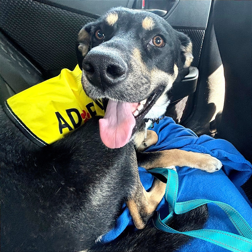 Cersei, an adoptable Mixed Breed in Las Cruces, NM, 88012 | Photo Image 1
