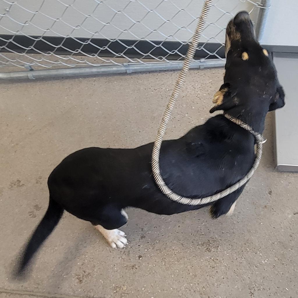 Cersei, an adoptable Mixed Breed in Las Cruces, NM, 88012 | Photo Image 2