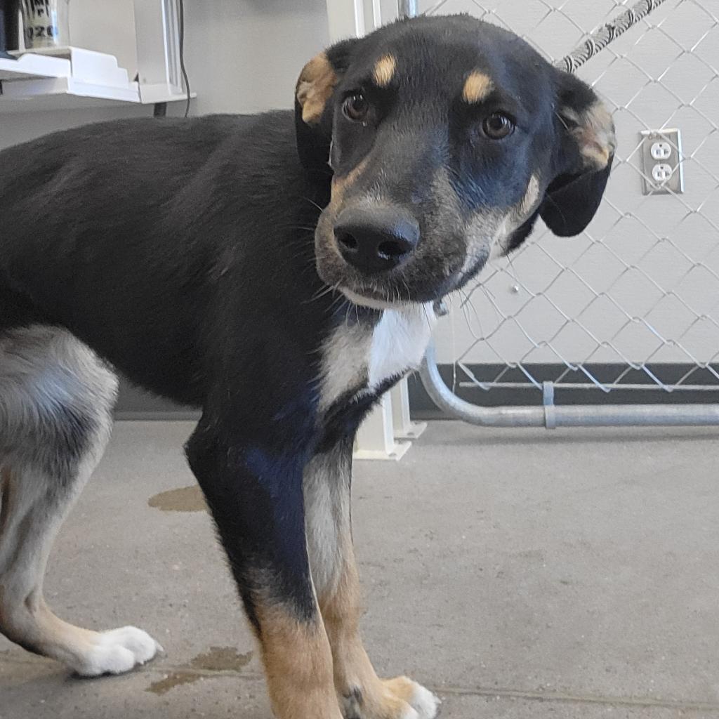 Cersei, an adoptable Mixed Breed in Las Cruces, NM, 88012 | Photo Image 3