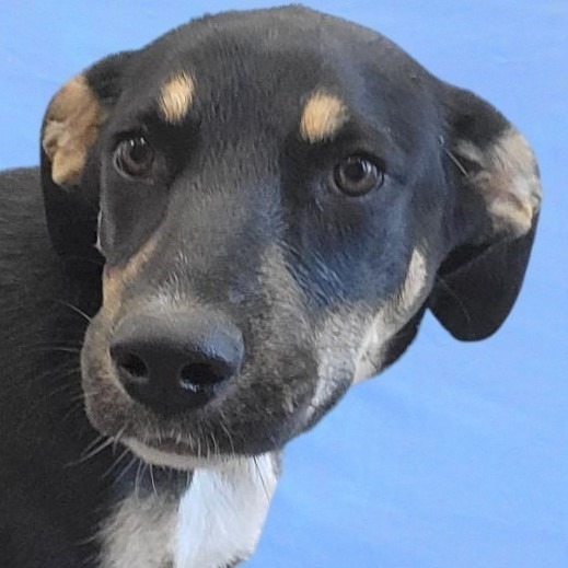 Cersei, an adoptable Mixed Breed in Las Cruces, NM, 88012 | Photo Image 4