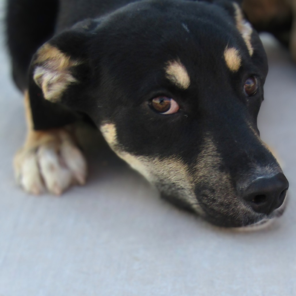 Cersei, an adoptable Mixed Breed in Las Cruces, NM, 88012 | Photo Image 5