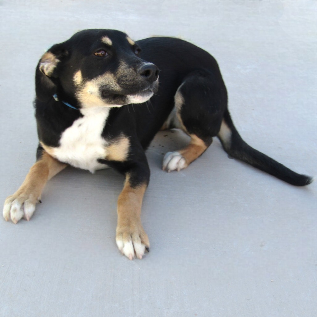 Cersei, an adoptable Mixed Breed in Las Cruces, NM, 88012 | Photo Image 6