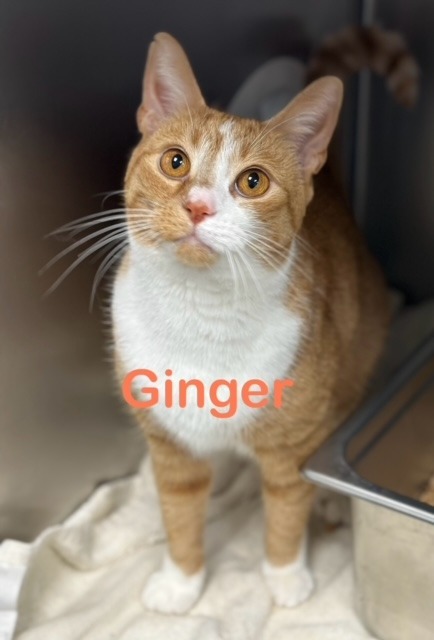 GINGER Cat