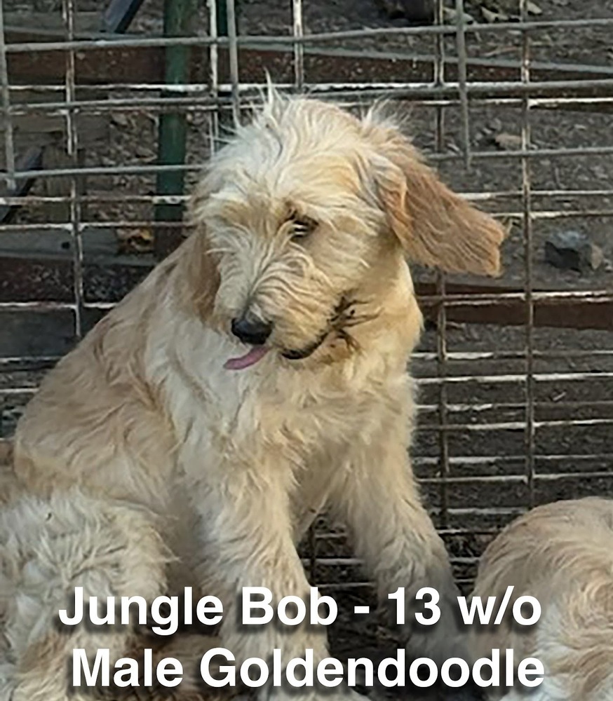 Jungle Bob, an adoptable Goldendoodle in Studio City, CA, 91604 | Photo Image 1