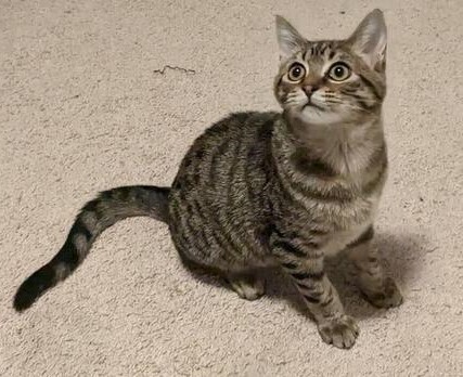 Cat for adoption Alastor, a Domestic Short Hair in Cary, NC Petfinder