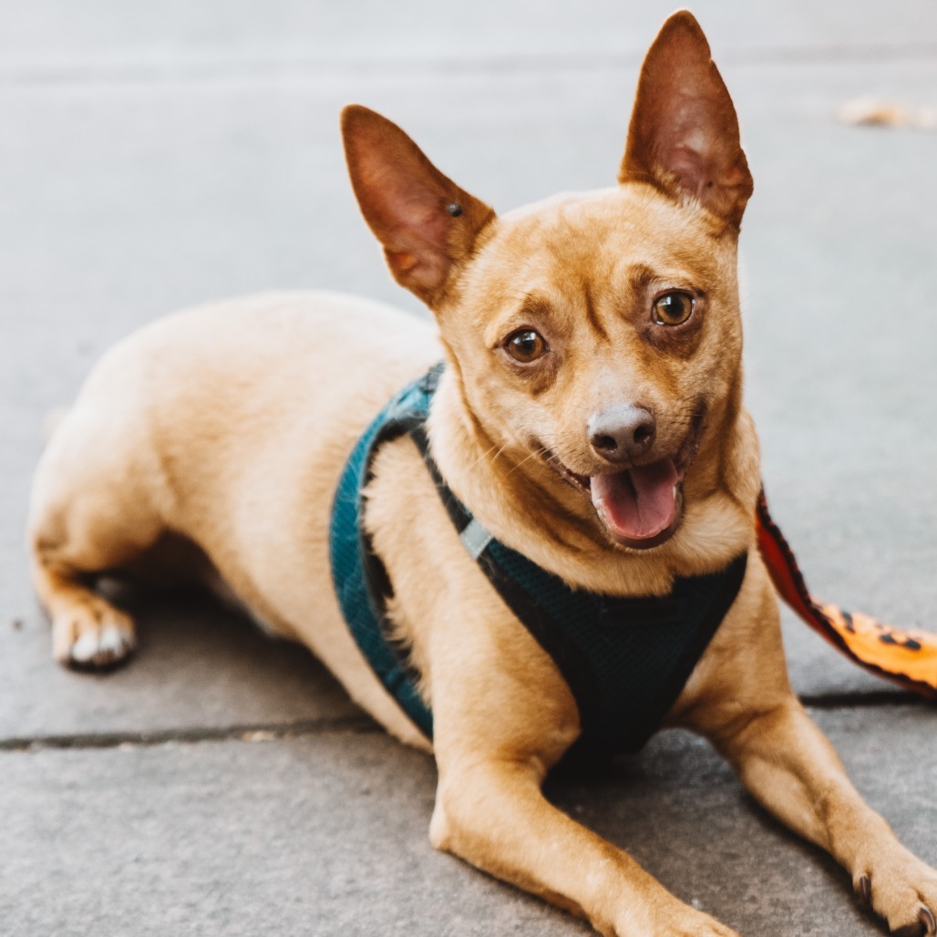 Yoyo, an adoptable Terrier, Chihuahua in St. Paul, MN, 55128 | Photo Image 1