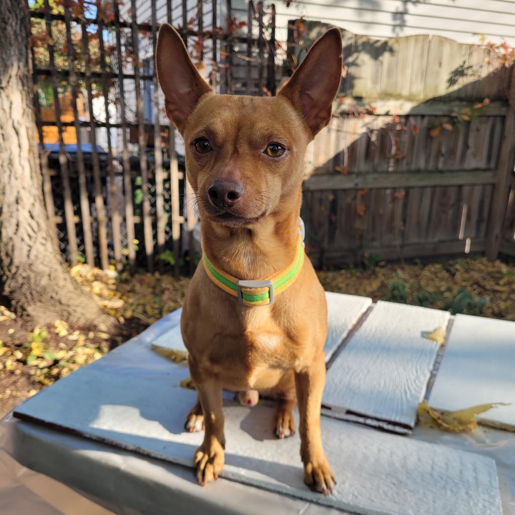 Yoyo, an adoptable Terrier, Chihuahua in St. Paul, MN, 55128 | Photo Image 2
