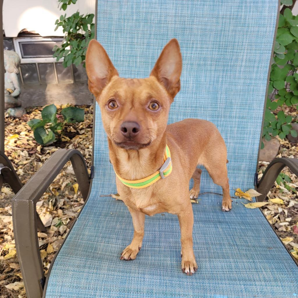 Yoyo, an adoptable Terrier, Chihuahua in St. Paul, MN, 55128 | Photo Image 3