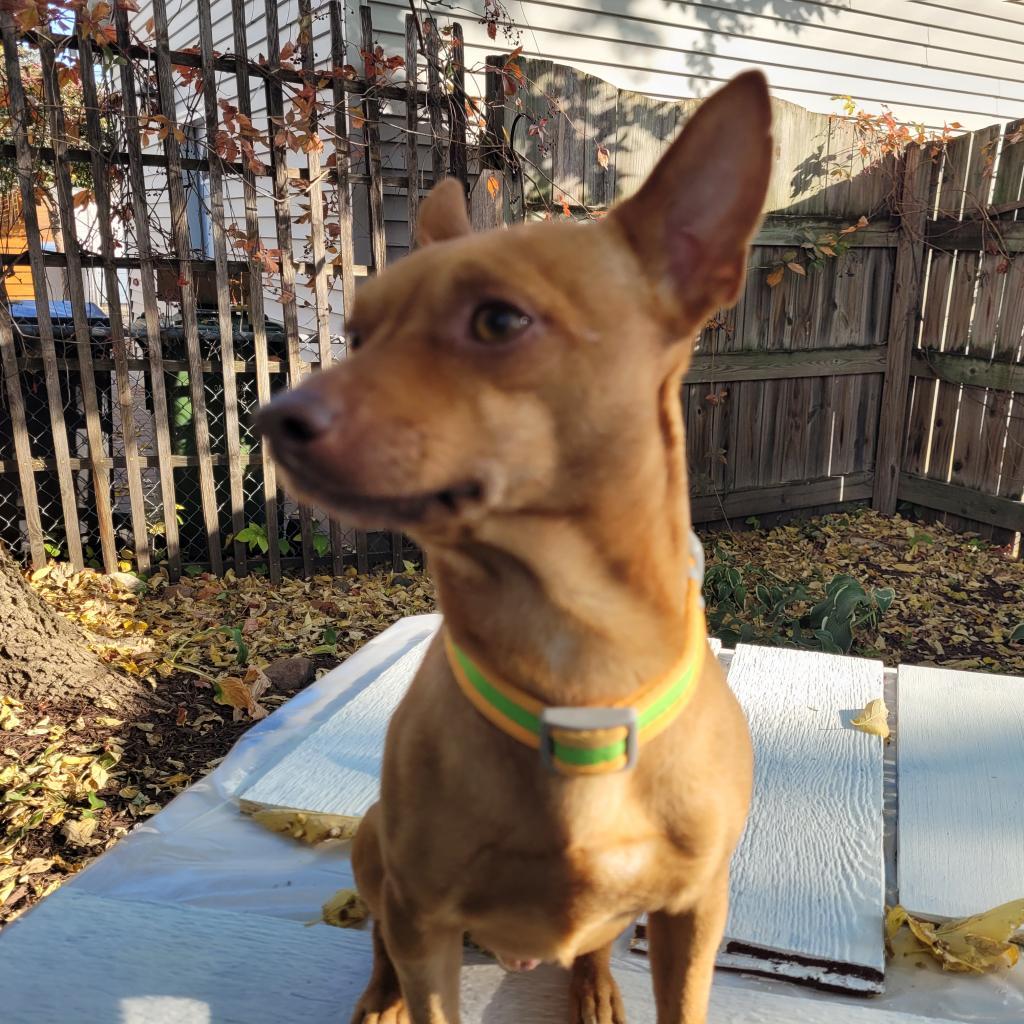 Yoyo, an adoptable Terrier, Chihuahua in St. Paul, MN, 55128 | Photo Image 4