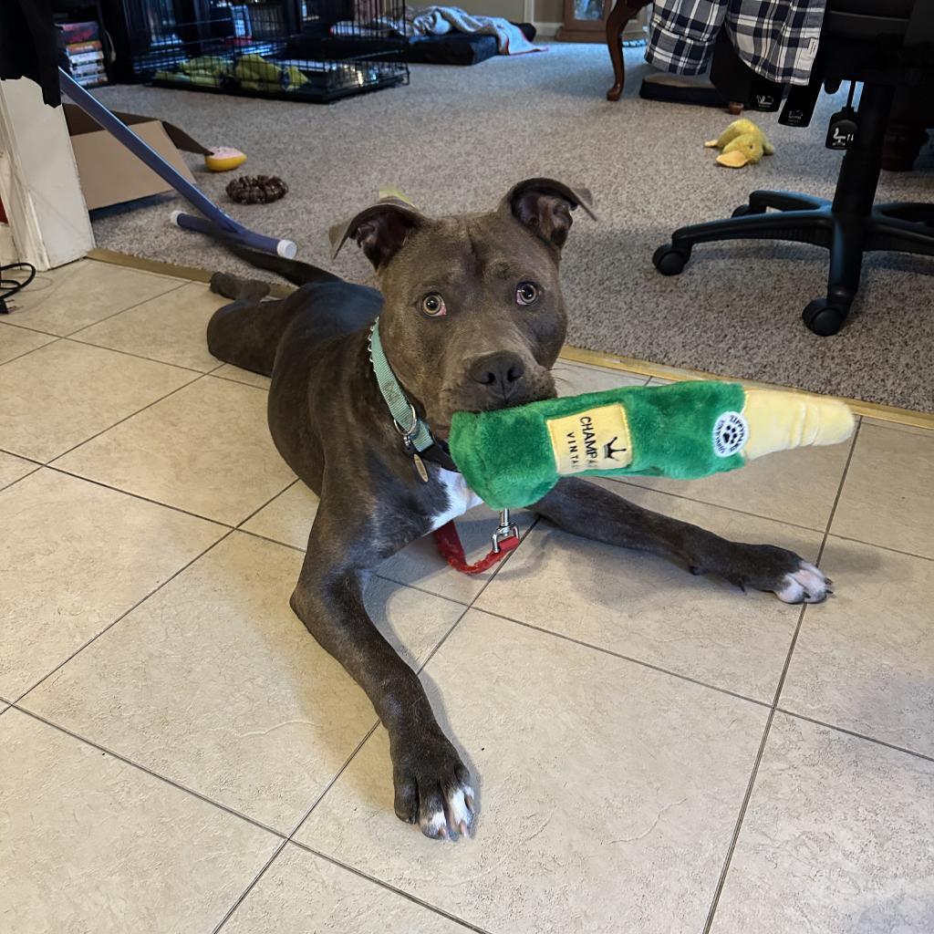 Gus