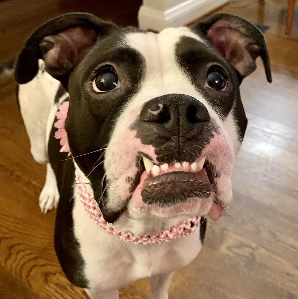 Sadie Louise