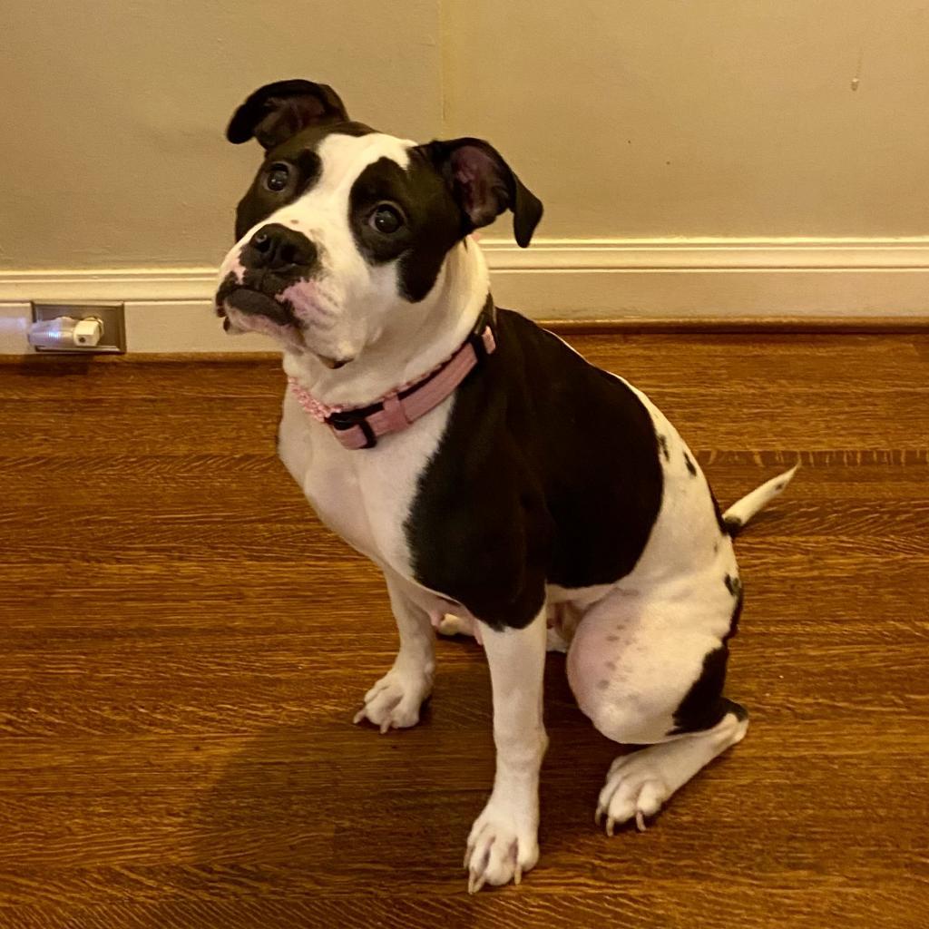 Sadie Louise