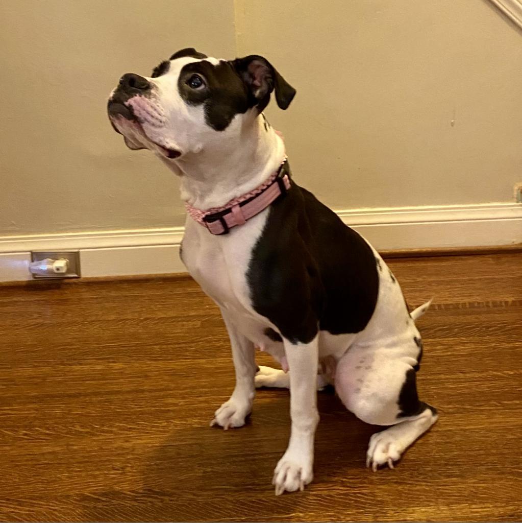 Sadie Louise