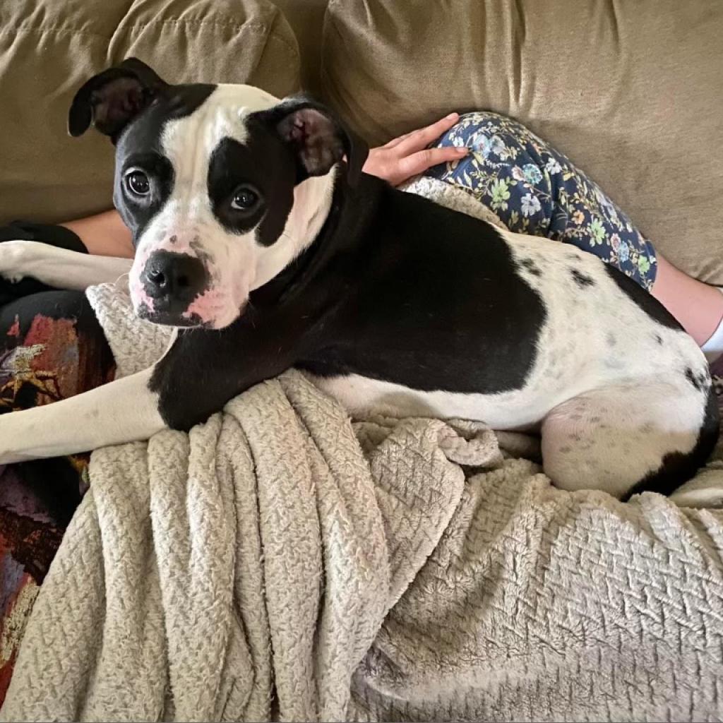 Sadie Louise