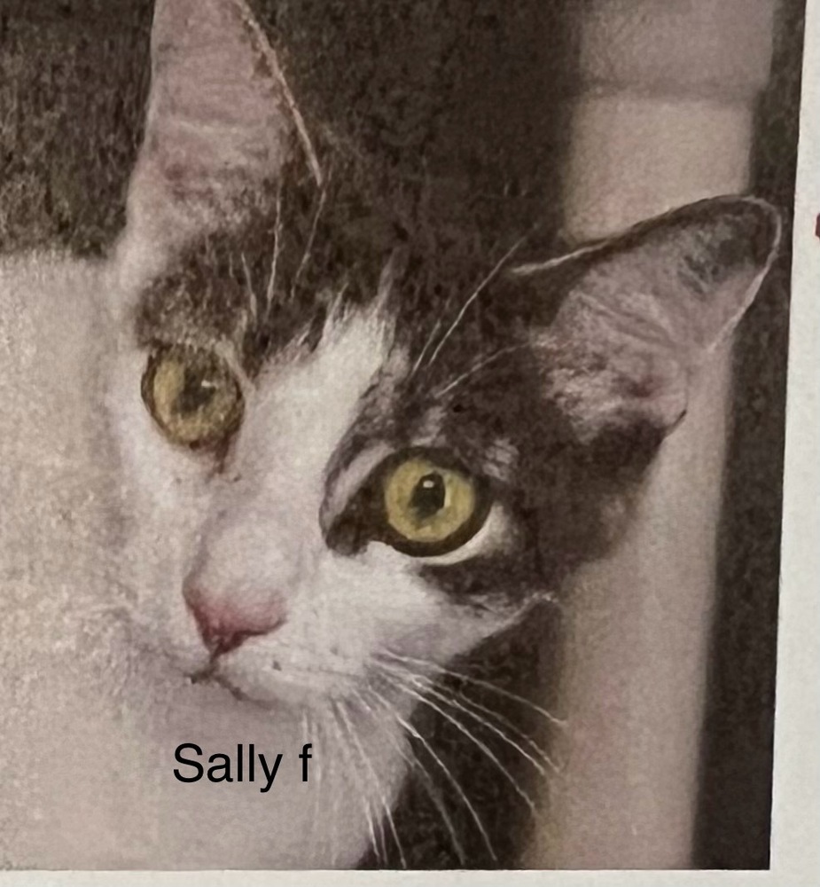 Sally, an adoptable Domestic Short Hair in Bend, OR, 97701 | Photo Image 1