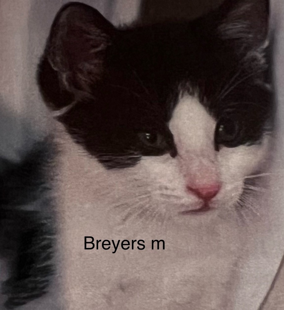 Breyers, an adoptable Domestic Short Hair in Bend, OR, 97701 | Photo Image 1