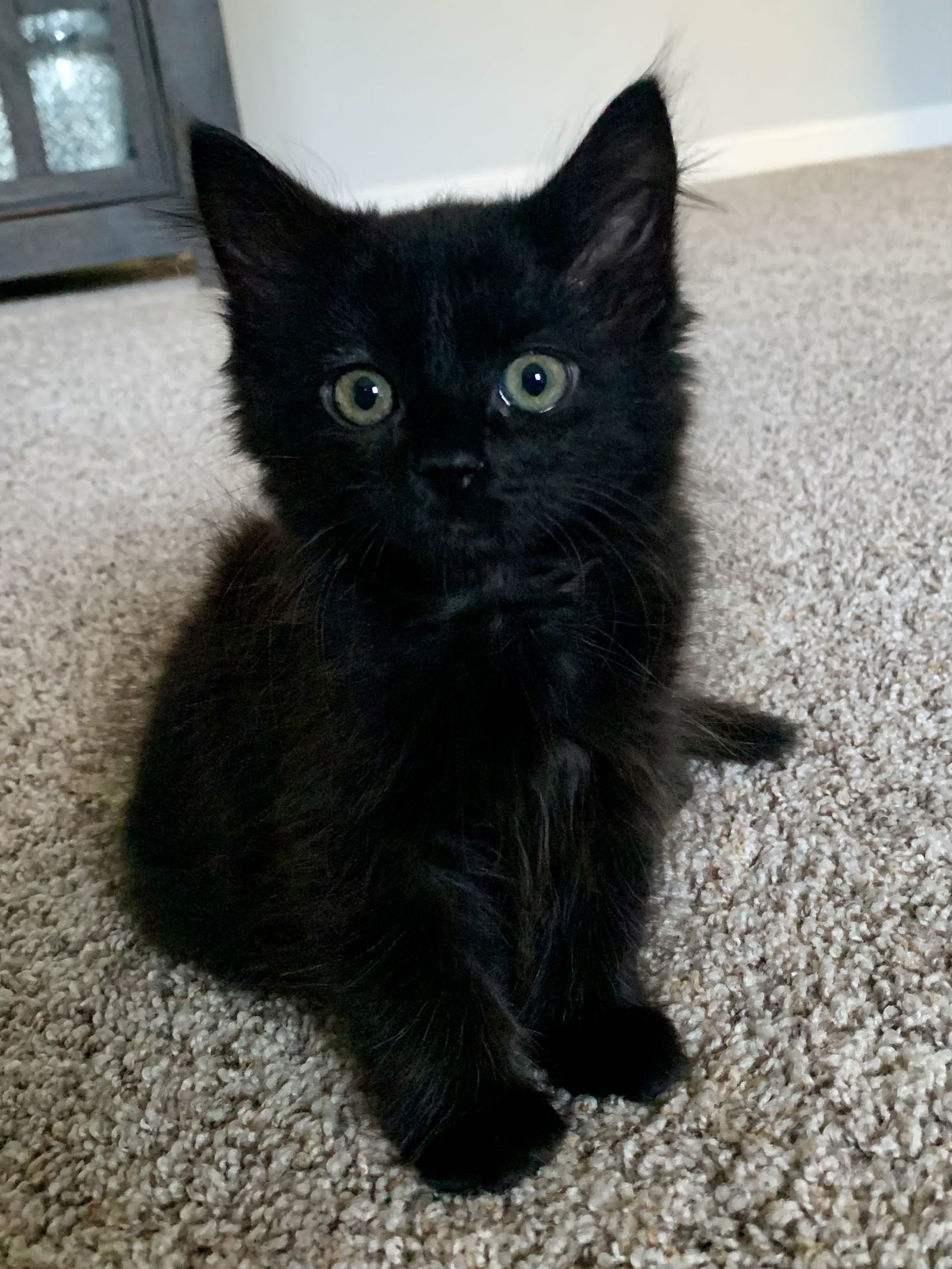 Cat for adoption Evie and Eli, a Domestic Medium Hair Mix in Florence