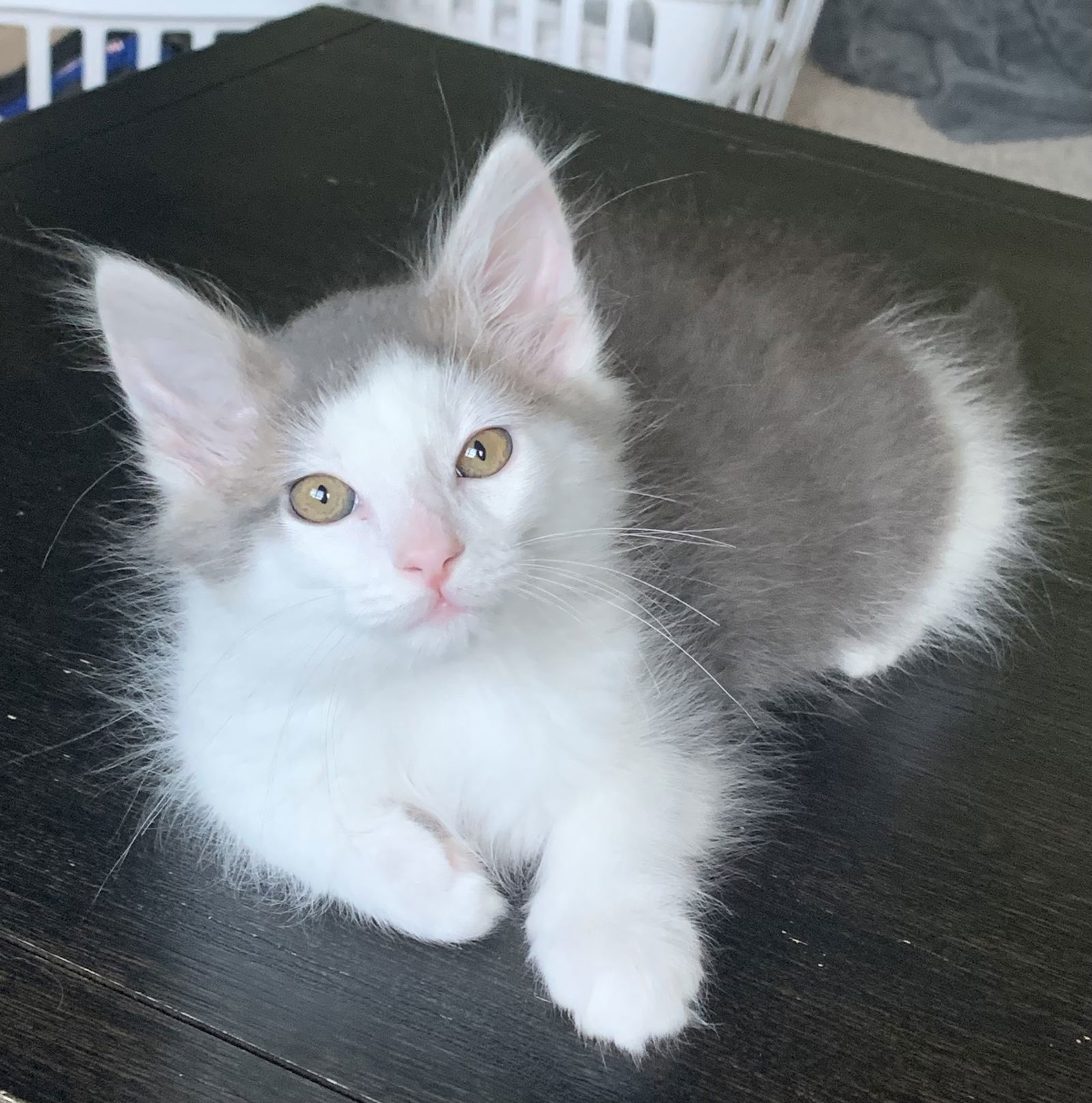 Cat for adoption Eli and Evie, a Domestic Medium Hair Mix in Florence